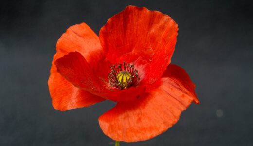 プレミアリーグに咲く「赤いポピーの花」のマークの意味とは？